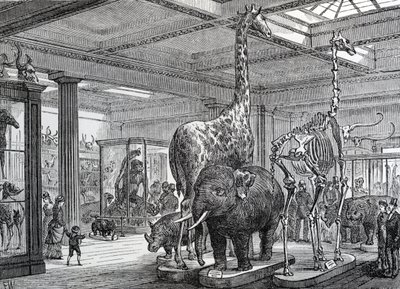 The Mammalia Saloon, illustration from 